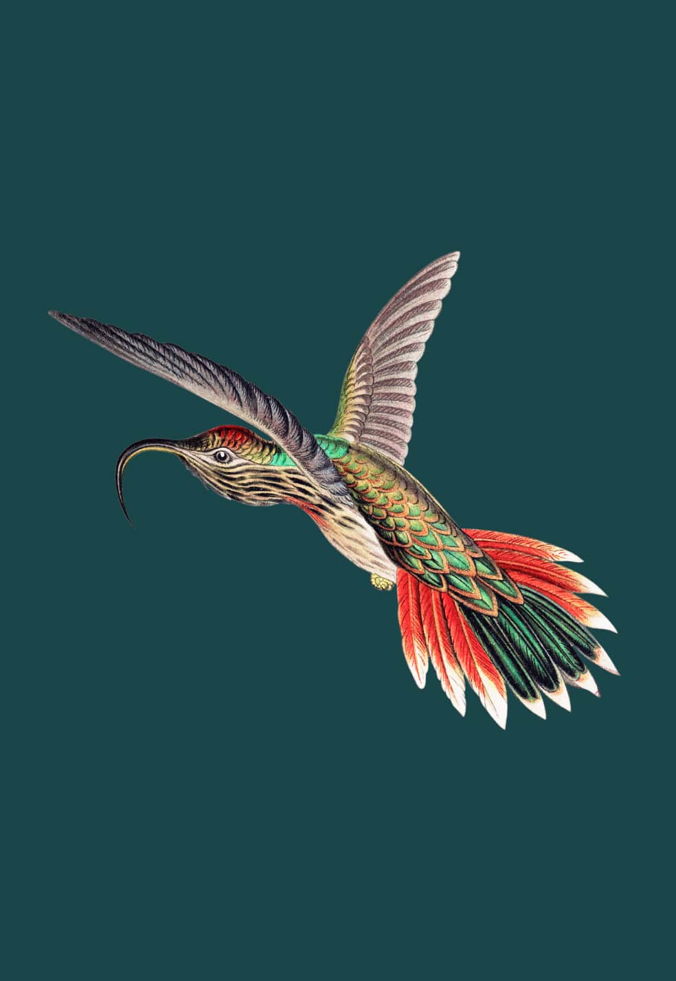 Illustration of a bird flying.