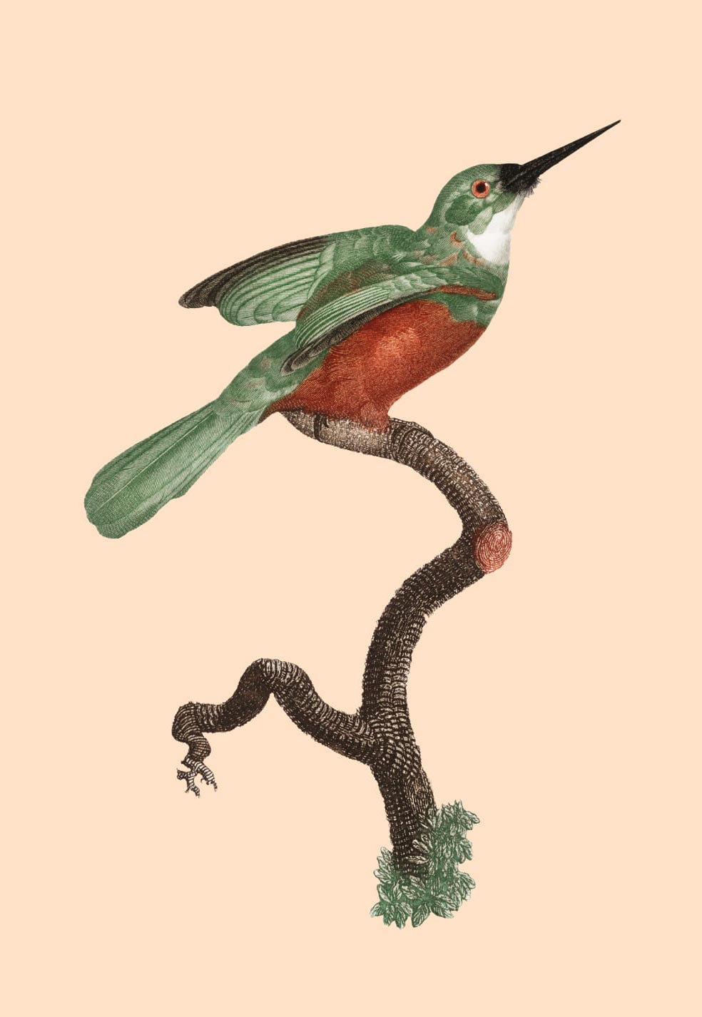 Illustration of a bird sitting on a branch.